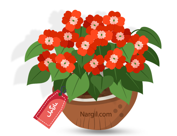 Nargil_Impatiens Walleriana